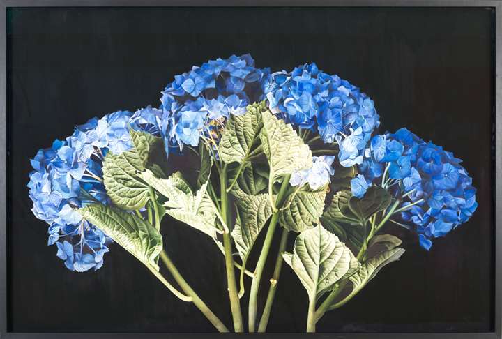 Tipping Point - Hydrangeas